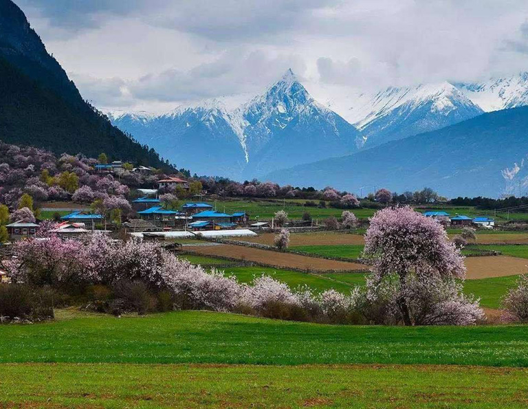 The Amazing Scene of Peach Flower Blooming in Nyingchi