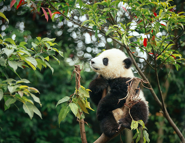 Giant Panda Giant Panda