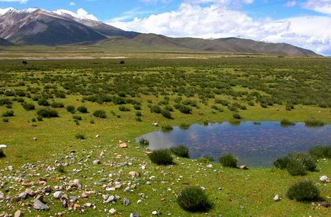 Tibet Scenery - Changtang Grassland