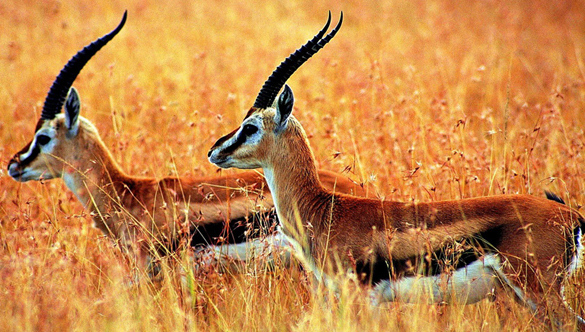 Number of Tibet Antelopes, Wild Asses Increases in Hol Xil Natural Reserve