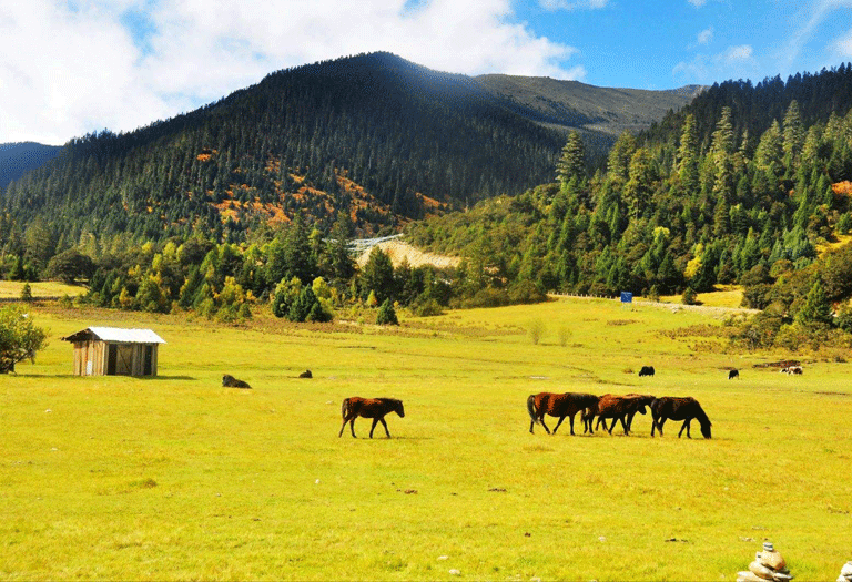 Nyingchi, the south of Tibet