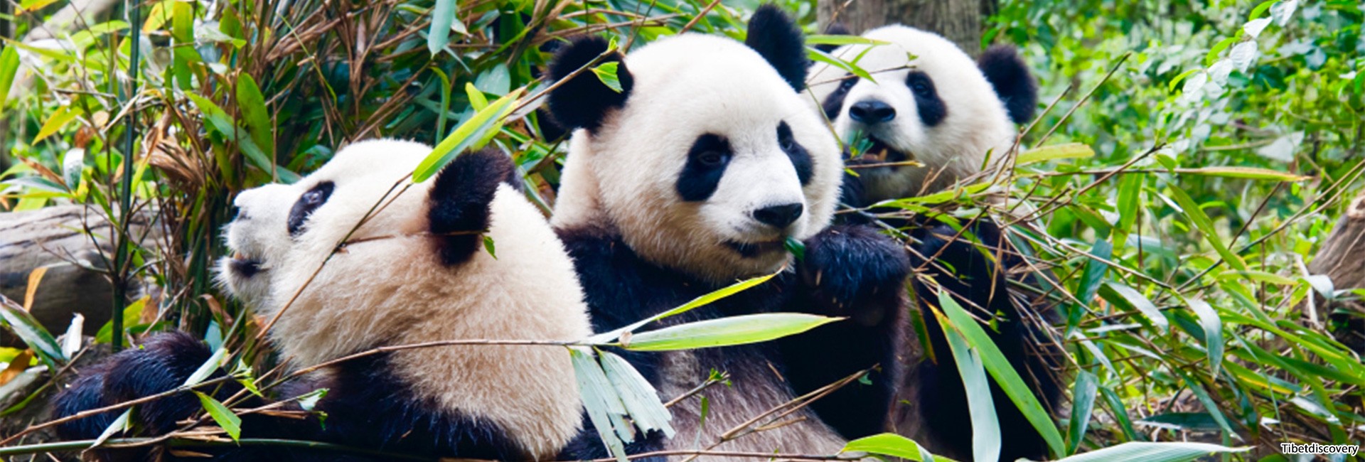 Chengdu Bamboo Tours