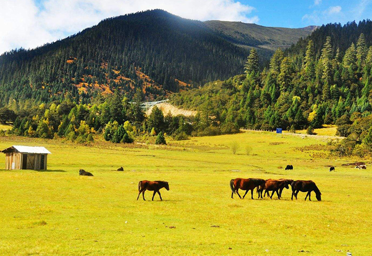 Lulang Forest in Nyingchi, Tibet