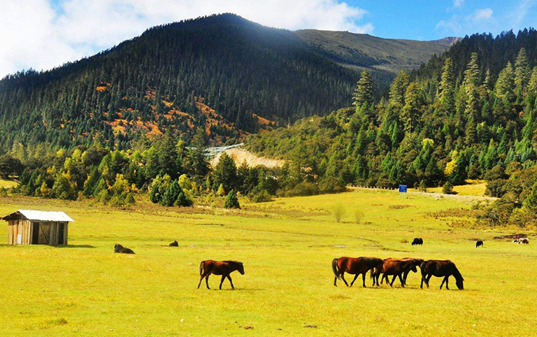 Lulang Forest in Nyingchi, Tibet