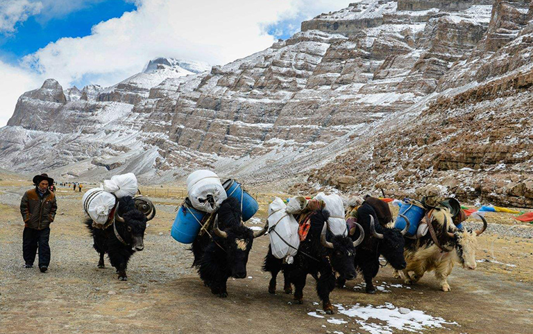 Mt. Kailash Yak Caravan