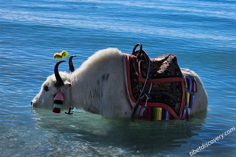 Tibetan Yak in Namtso Lake