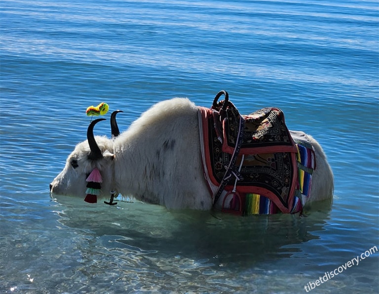 Tibetan Yak in Namtso Lake