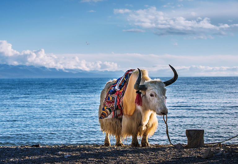 Tibetan Yak by the side of Namtso Lake