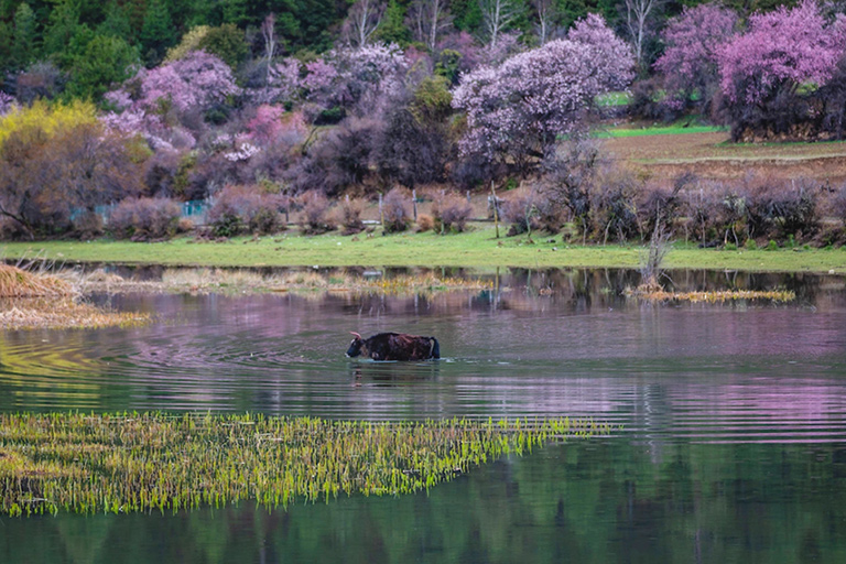 Galang Village in Bomi Peach Blossom Valley
