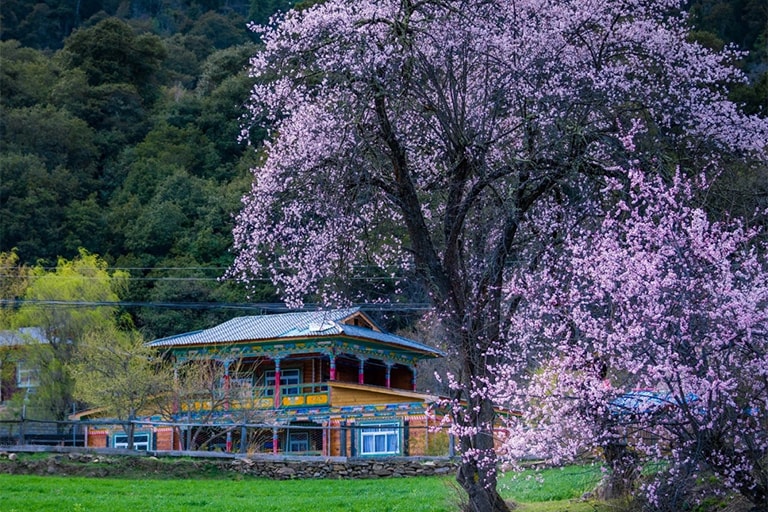 Bomi Peach Blossom Valley