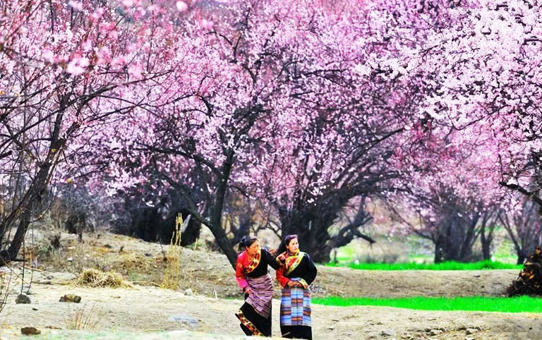 8 Days Nyingchi Peach Blossom Festival Tour