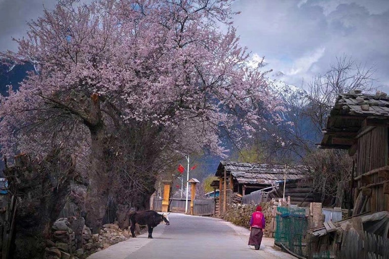 Gangcun Village in Bomi