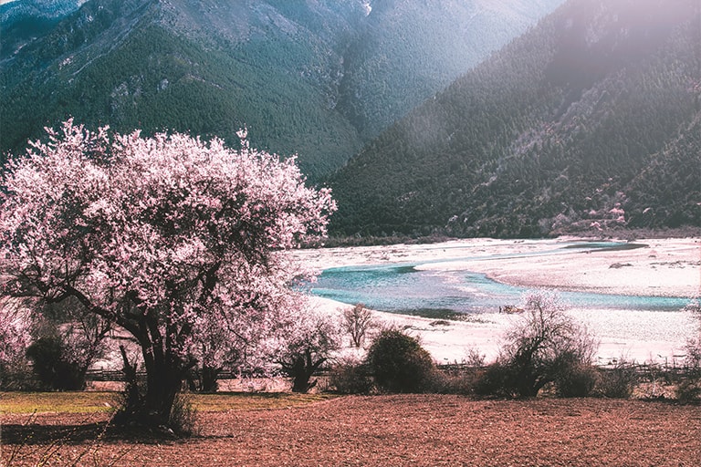 Nyingchi Peach Blossom Festival
