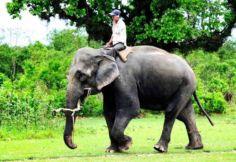 Riding Elephant in Chitwan National Park