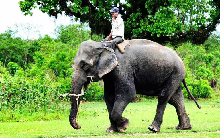 Riding Elephant in Chitwan National Park