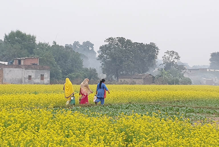Nepalese Women Walking through Golden Sea of Rape Flowers Kathmandu to Lumbini Bus