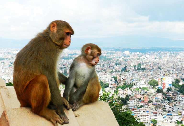 Monkeys in Swayambhunath