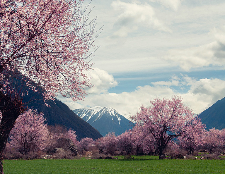 Peach Blossom Festival