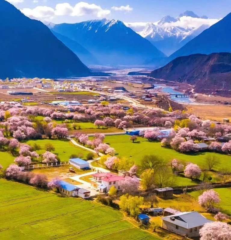 Nyingchi Peach Blossom Festival