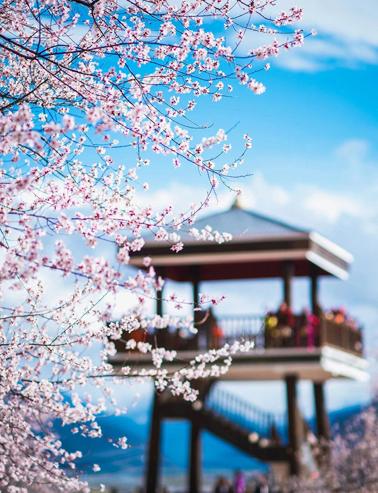 Nyingchi Peach Blossom Festival