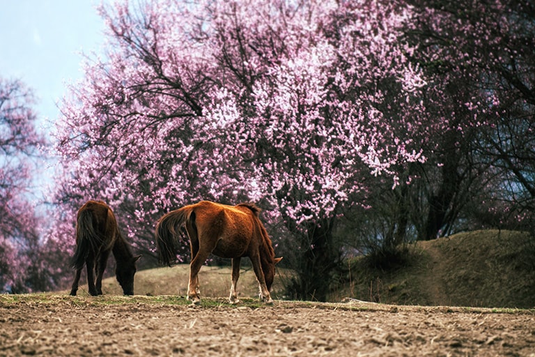 How to Plan A Nyingchi Trip 2025/2026