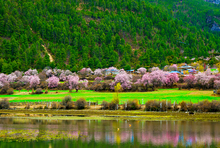 Nyingchi Peach Blossom