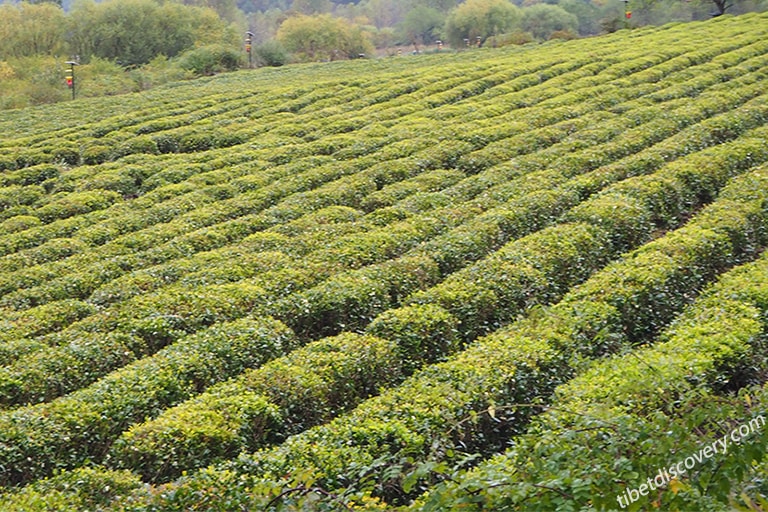 Yigong Tea Plantations