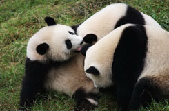 Giant Panda Breeding Research Base