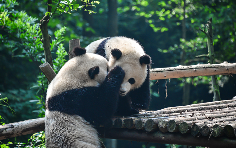 Adorable Giant Pandas
