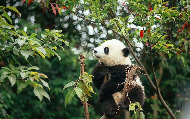 Giant Panda