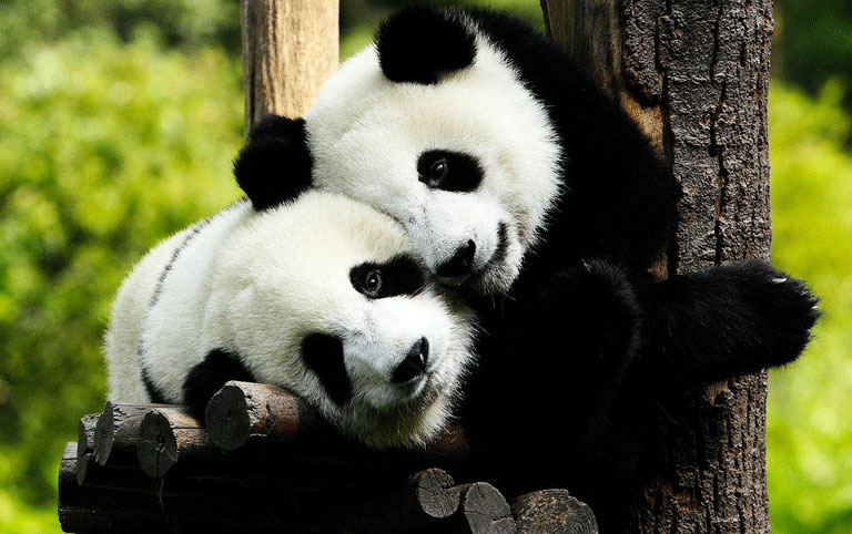 Giant Pandas