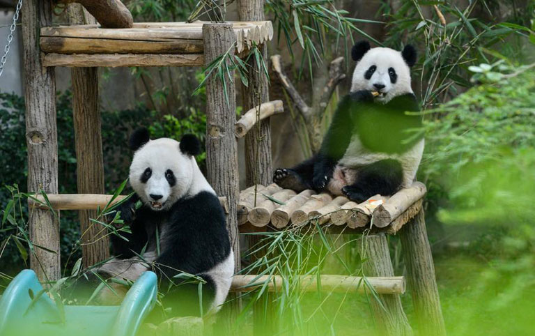 Giant Pandas