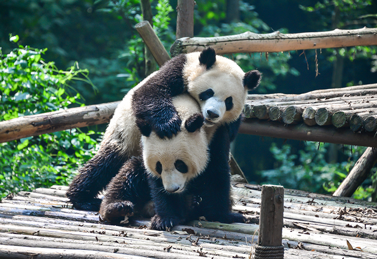 Chengdu Research Base of Giant Panda Breeding