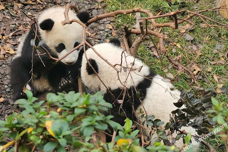 Two Lovely Giant Pandas 