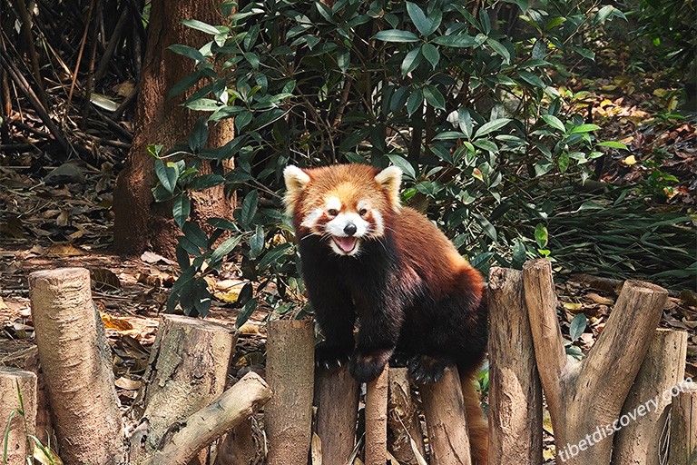 An Adorable Red Panda at the Chengdu Panda Base
