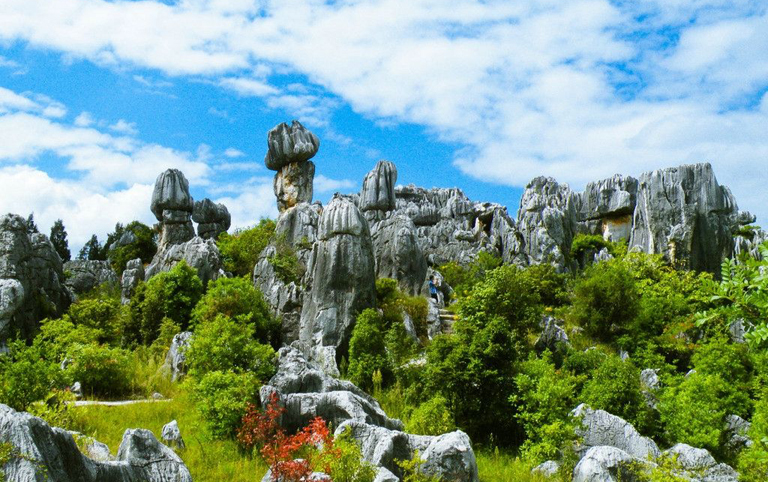 Stone Forests