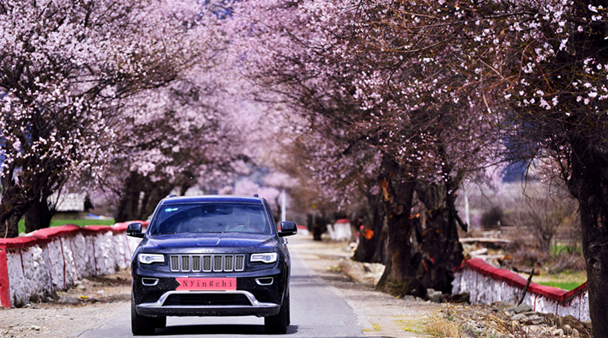 Drive to Nyingchi on the Beautiful Peach Blossoms Road
