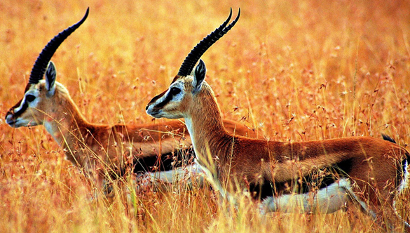 Number of Tibet Antelopes, Wild Asses Increases in Hol Xil Natural Reserve Number of Tibet Antelopes, Wild Asses Increases in Hol Xil Natural Reserve
