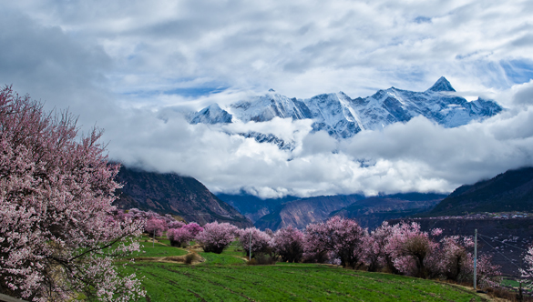 2012 Nyingchi Peach Blossom Festival on the way 