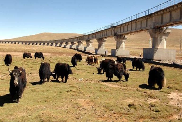 Tibetan Yaks Qinghai Tibet Railway