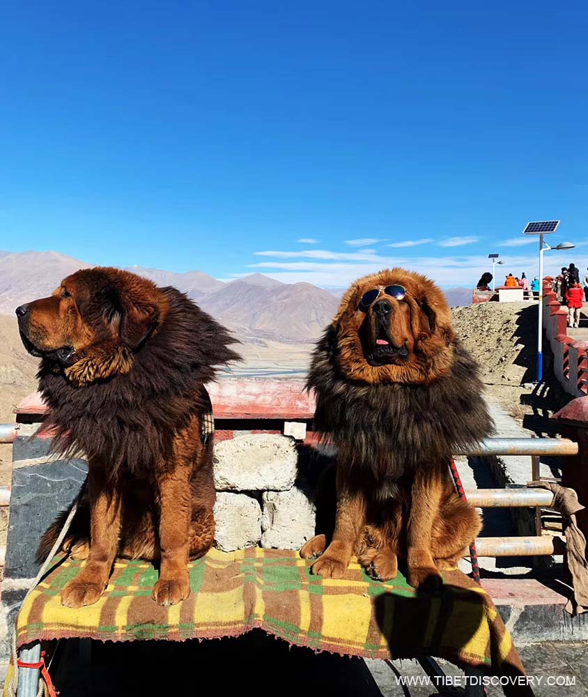 Tibetan Mastiff Tibet Trip Story