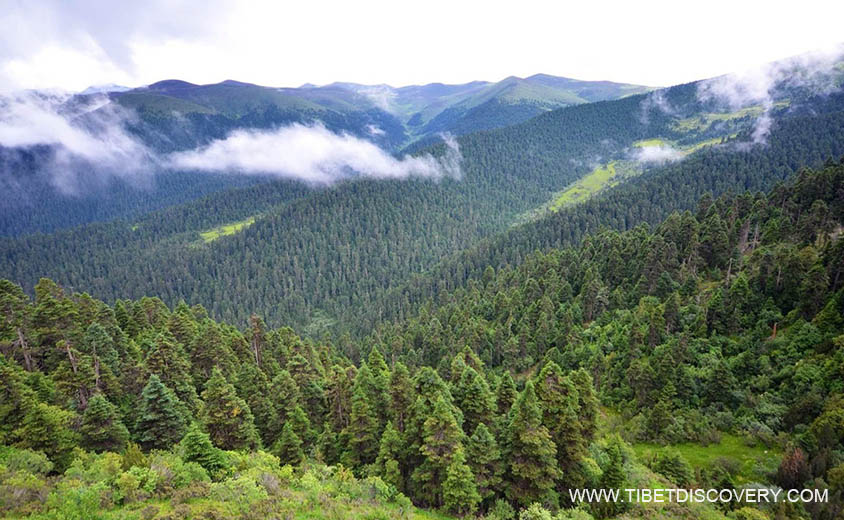 Lulang Forest Stretching to the Horizon Tibet Trip Story