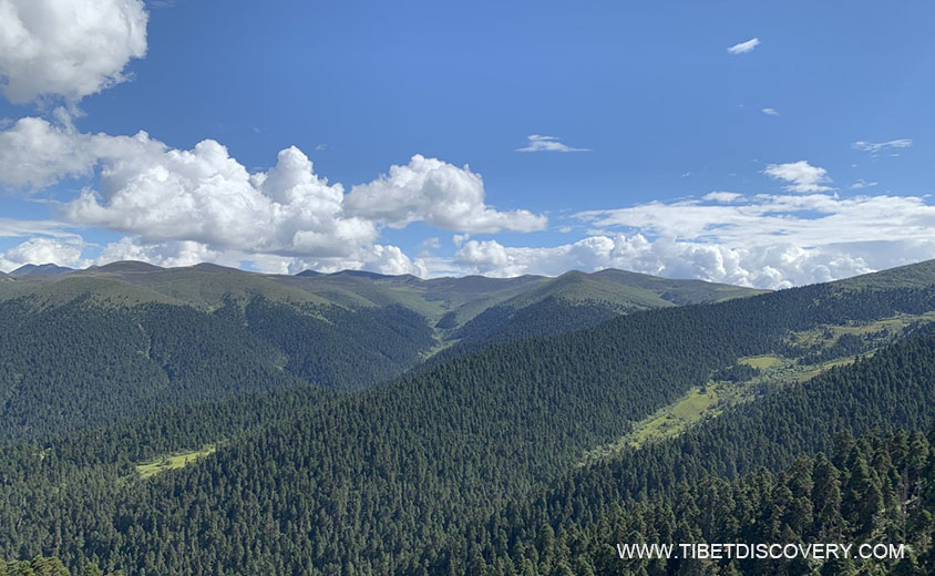Endless Forests Tibet Trip Story