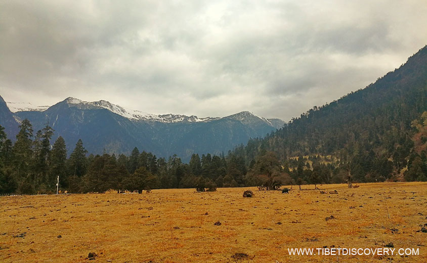 Unexpected Charming Yellow Color Tibet Trip Story